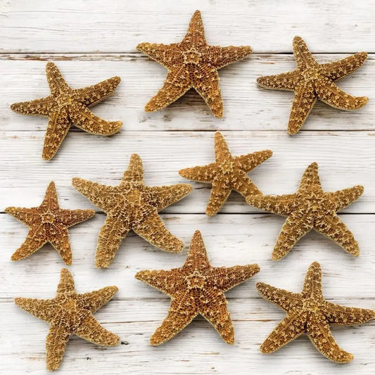 Home Real Starfish Decor 10pcs 4 6 Large Starfish for Crafts, Beach House Decor, Chirstmas Ornaments amp Nautical Decorations