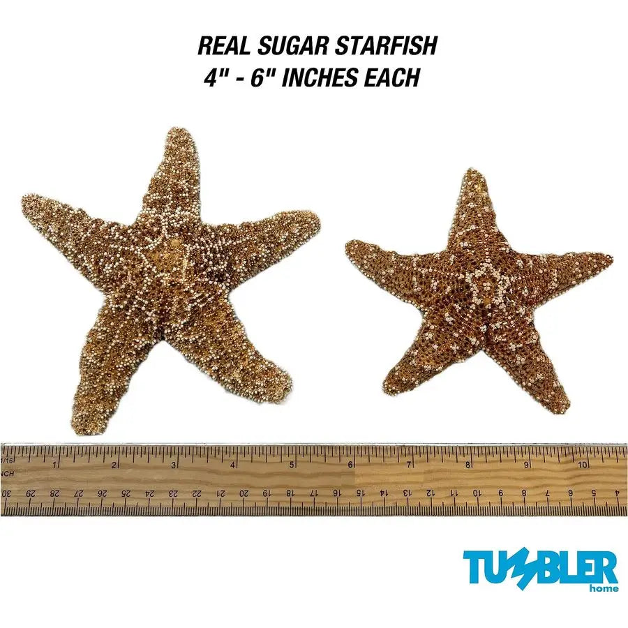 Home Real Starfish Decor 10pcs 4 6 Large Starfish for Crafts, Beach House Decor, Chirstmas Ornaments amp Nautical Decorations