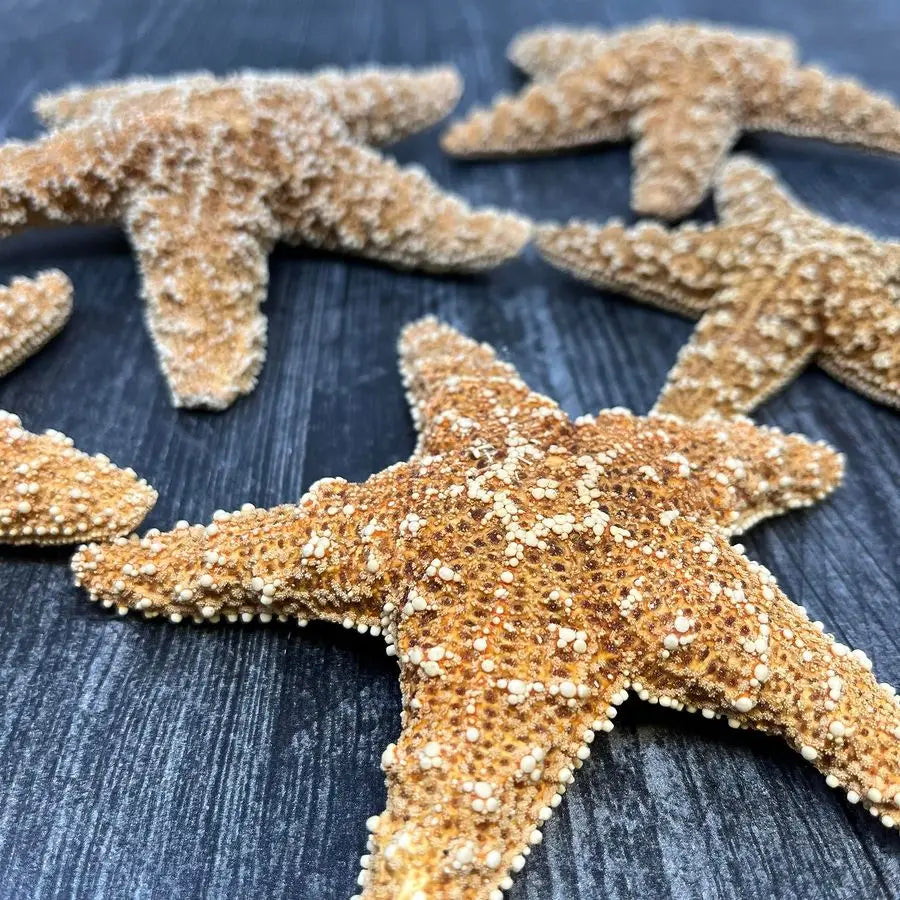 Home Real Starfish Decor 10pcs 4 6 Large Starfish for Crafts, Beach House Decor, Chirstmas Ornaments amp Nautical Decorations