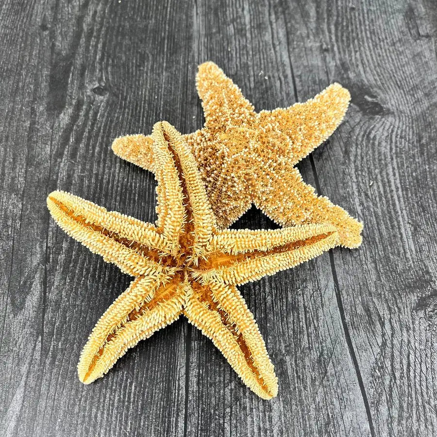 Home Real Starfish Decor 10pcs 4 6 Large Starfish for Crafts, Beach House Decor, Chirstmas Ornaments amp Nautical Decorations