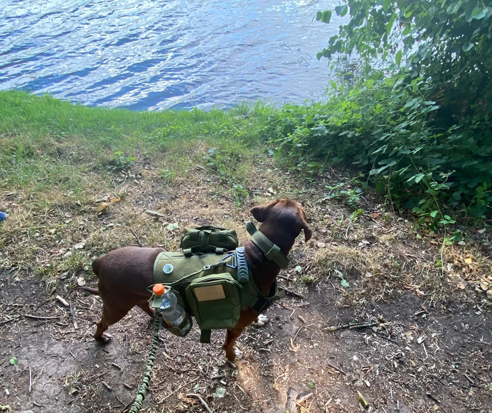 Tactical Dog Harness Vest With Molle Pouches For Training